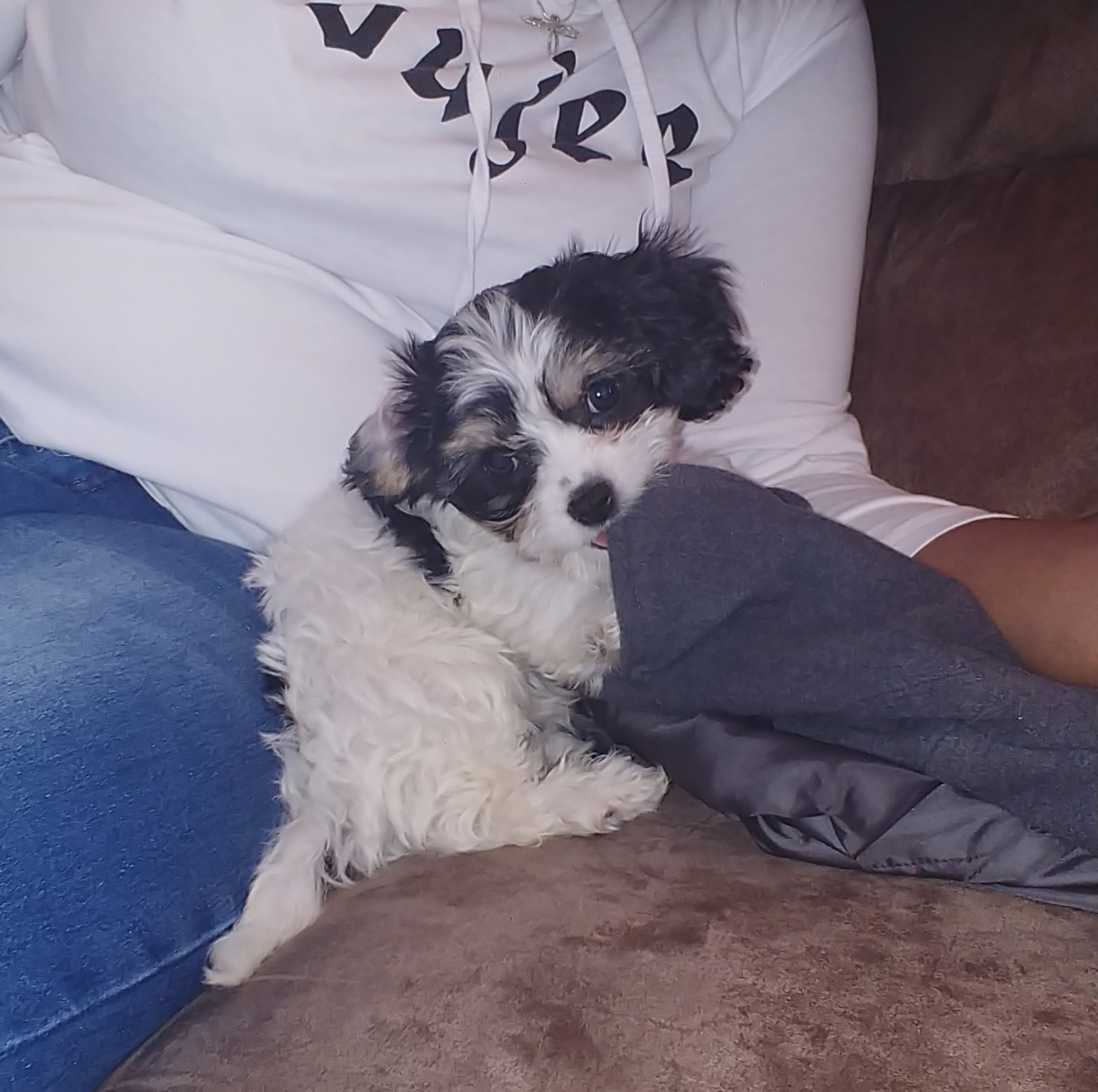 Adorable Cavalier Designer Puppy