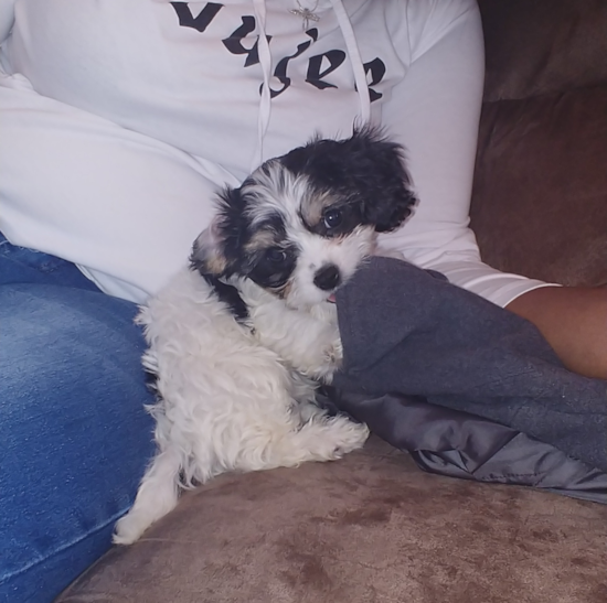 Cute Cavachon Pup