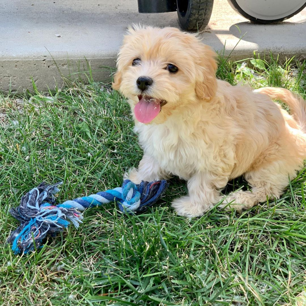 Petite Cavachon Designer Pup