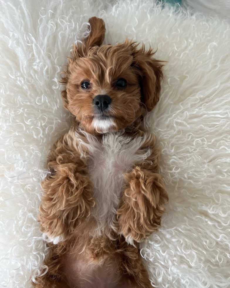 Philadelphia Cavapoo Pup