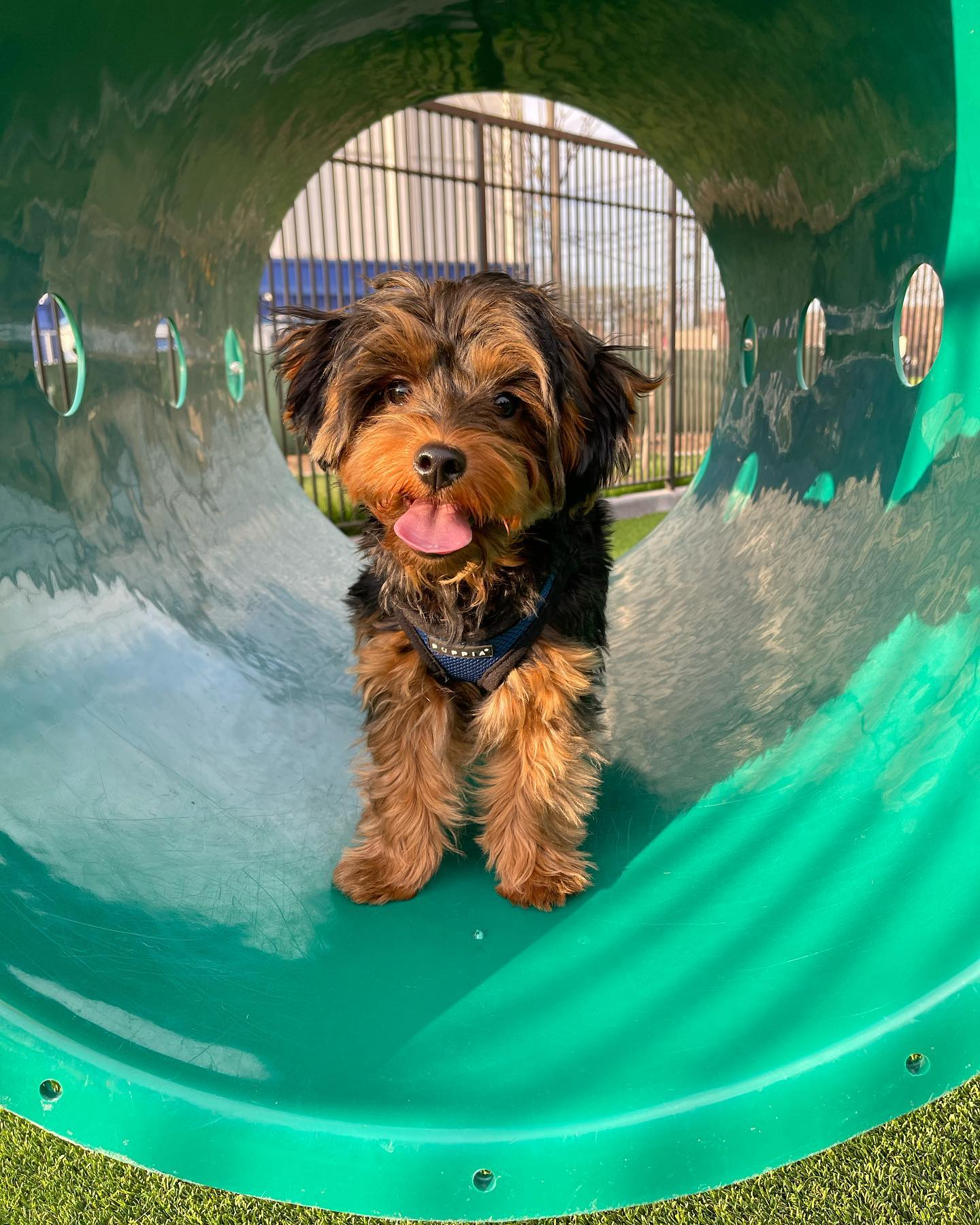 Cute Yorkie Poo Baby
