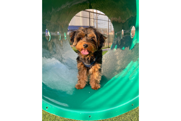 Cute Yorkie Poo Baby