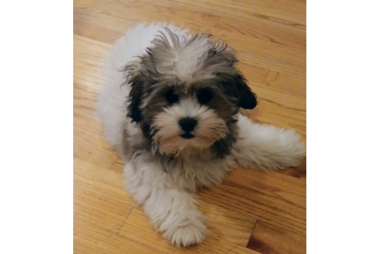 Little Shichon Designer Puppy