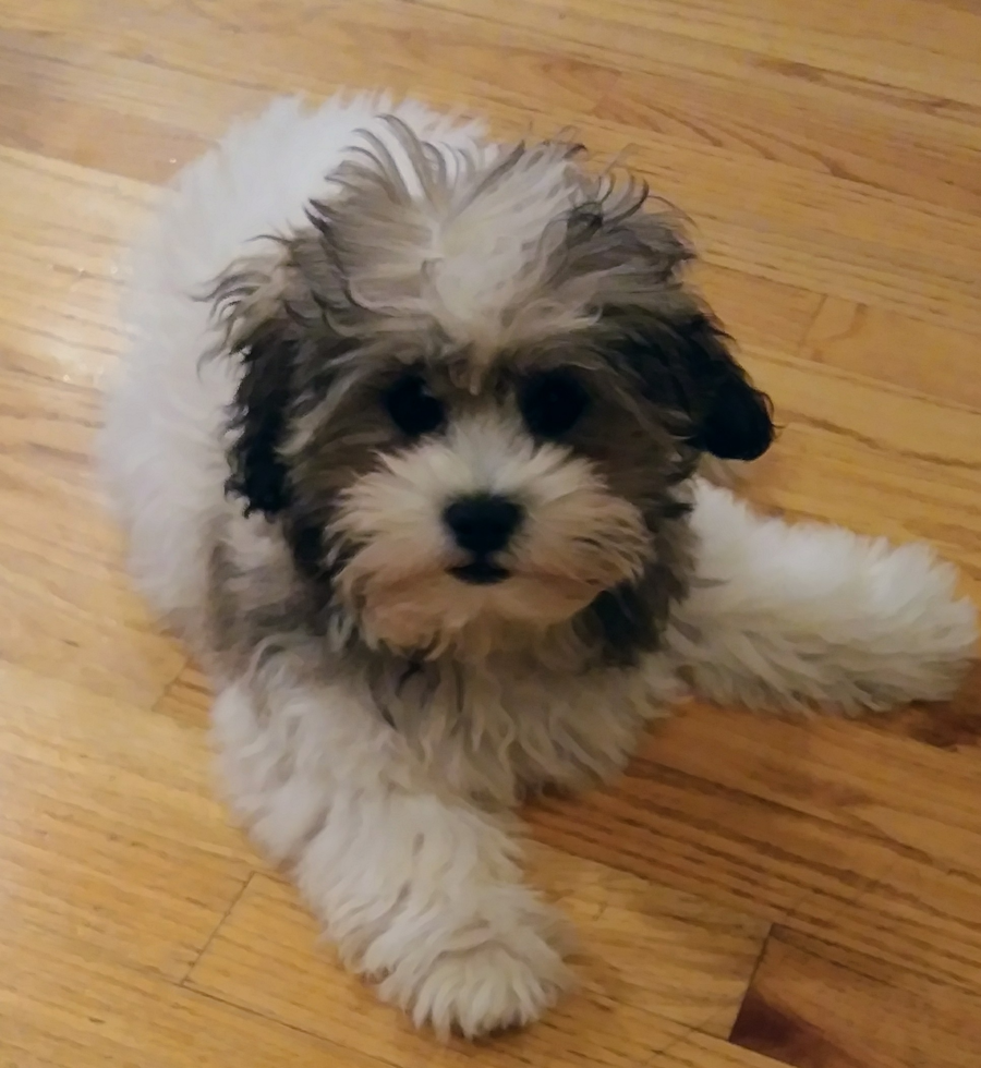 Adorable Shichon Designer Pup