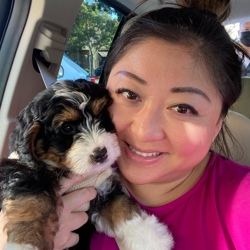 Playful Bernadoodle Poodle Mix Pup