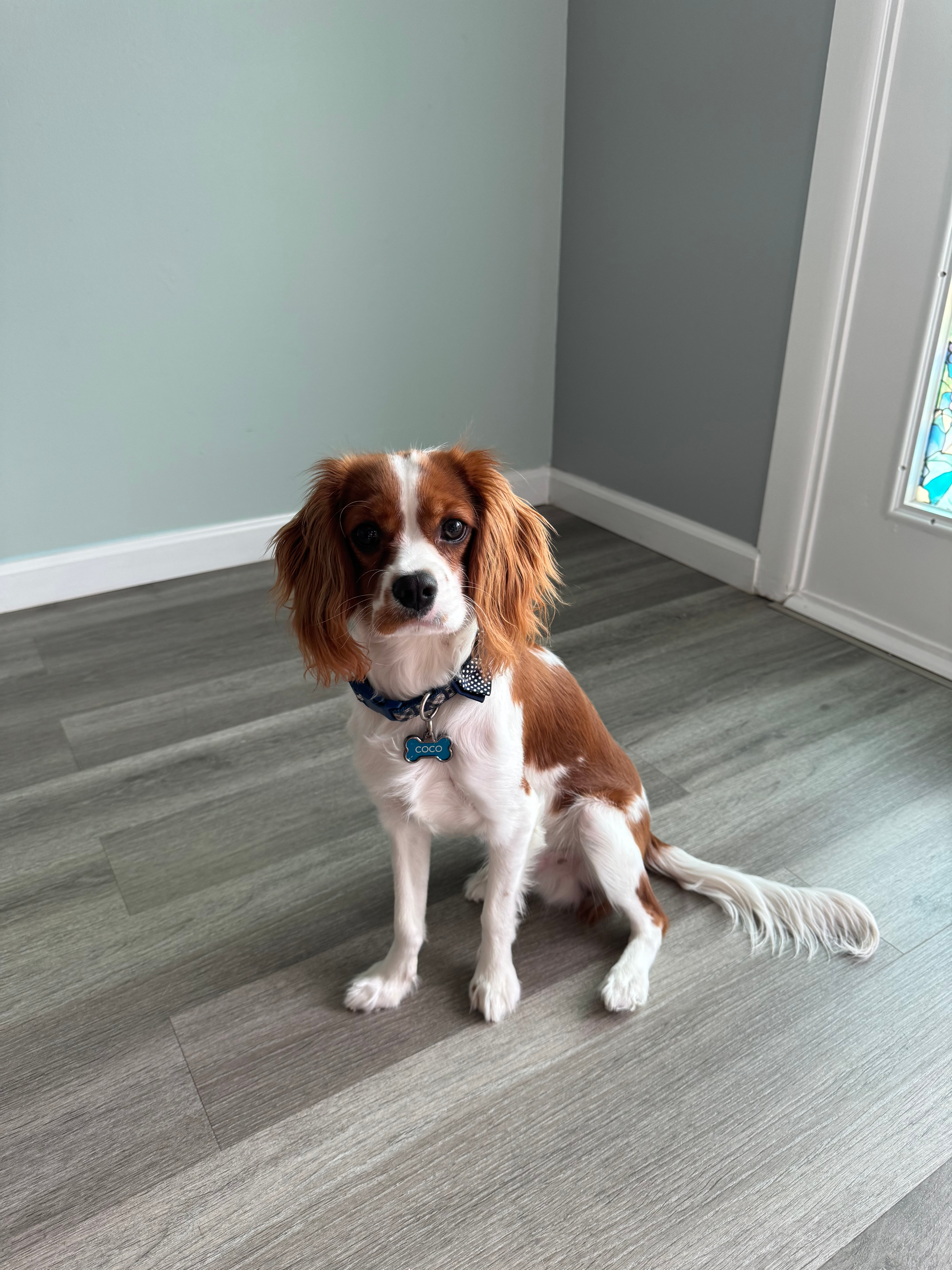 Cavalier King Charles Spaniel Pup Being Cute