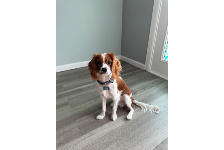 Cavalier King Charles Spaniel Pup Being Cute