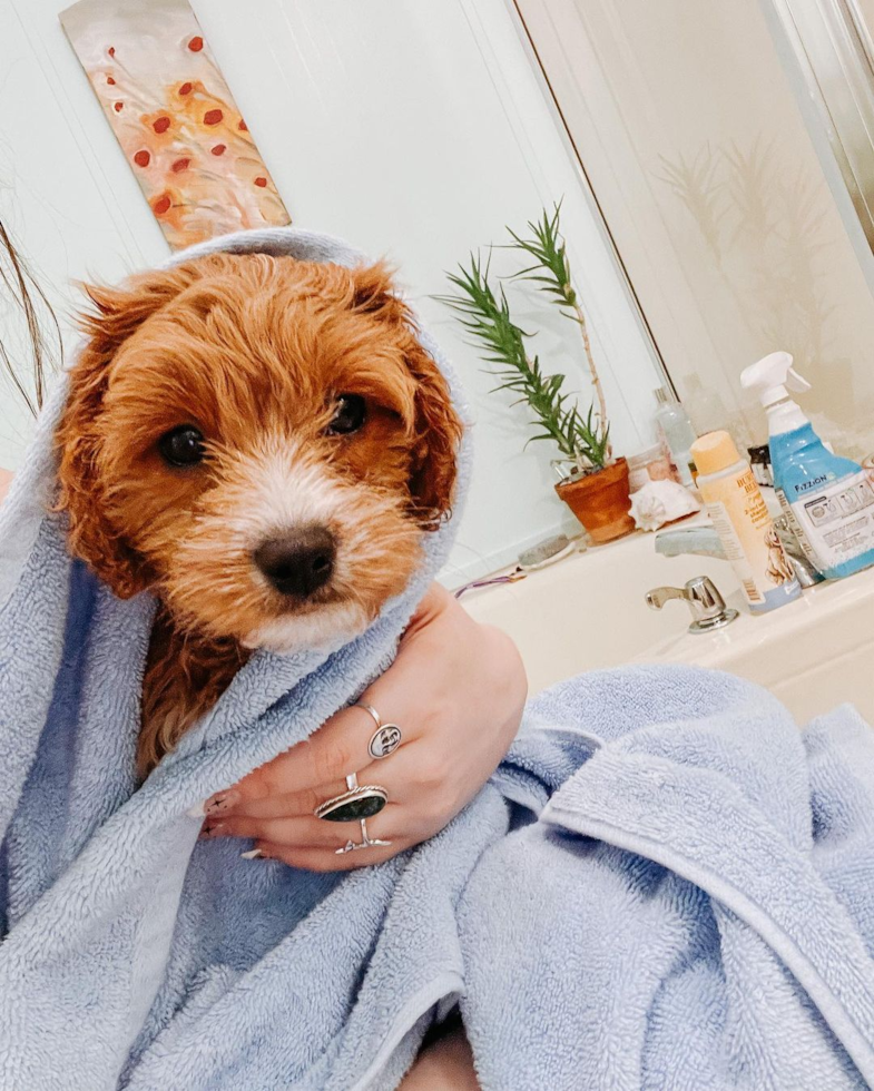 Friendly Cavapoo Pup in Swannanoa NC