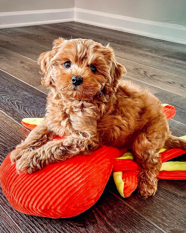 Hypoallergenic Cavoodle Poodle Mix Pup