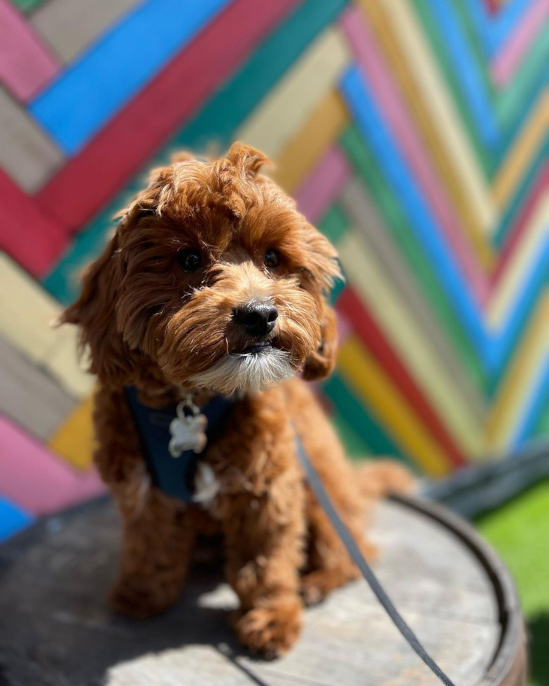 Cavapoo Being Cute