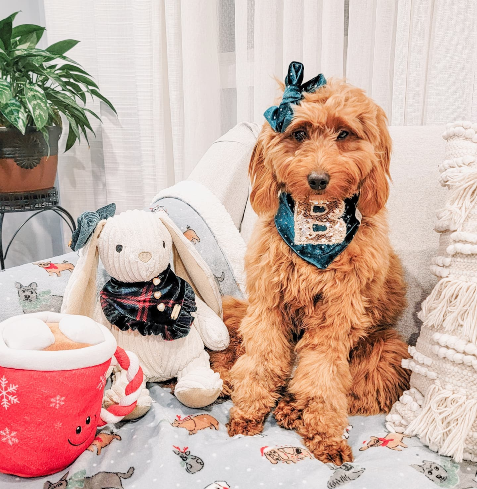 Mini Goldendoodle Being Cute