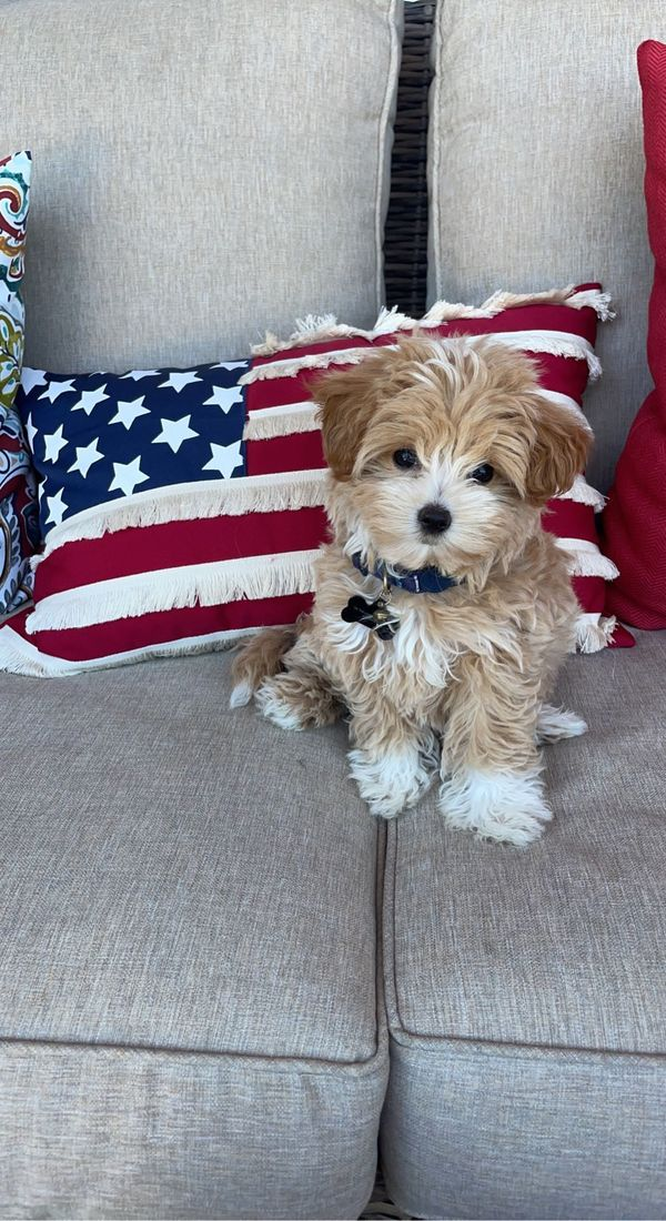 Small Maltipoo Baby