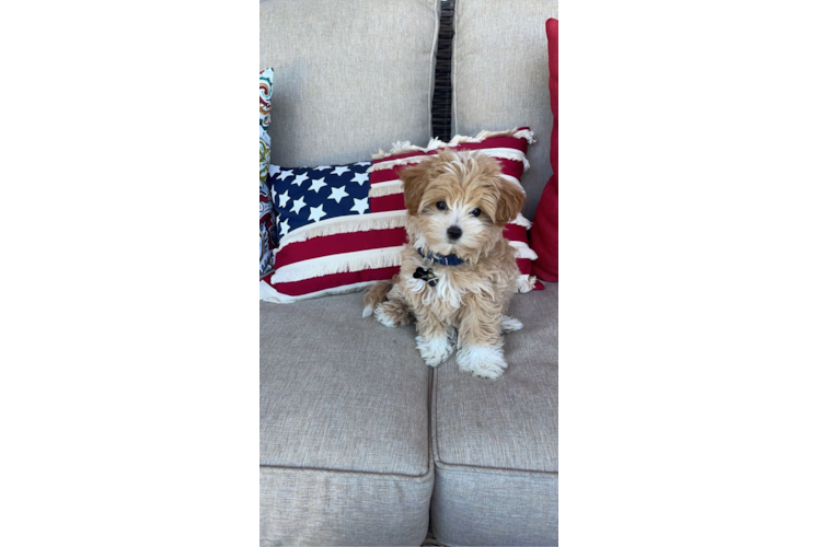 Small Maltipoo Baby