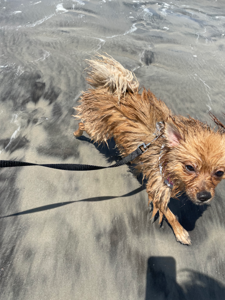 Petite Pomeranian Purebred Pup