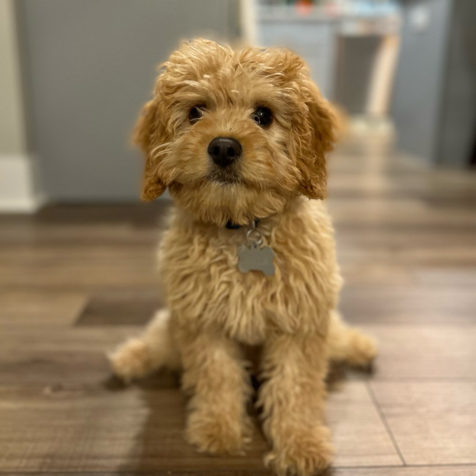 Petite Cavapoo Poodle Mix Pup