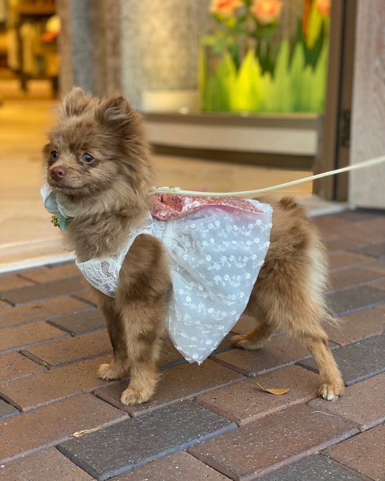 Small Pomeranian Pup