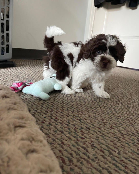 Friendly Cockapoo Pup in Wheeling WV