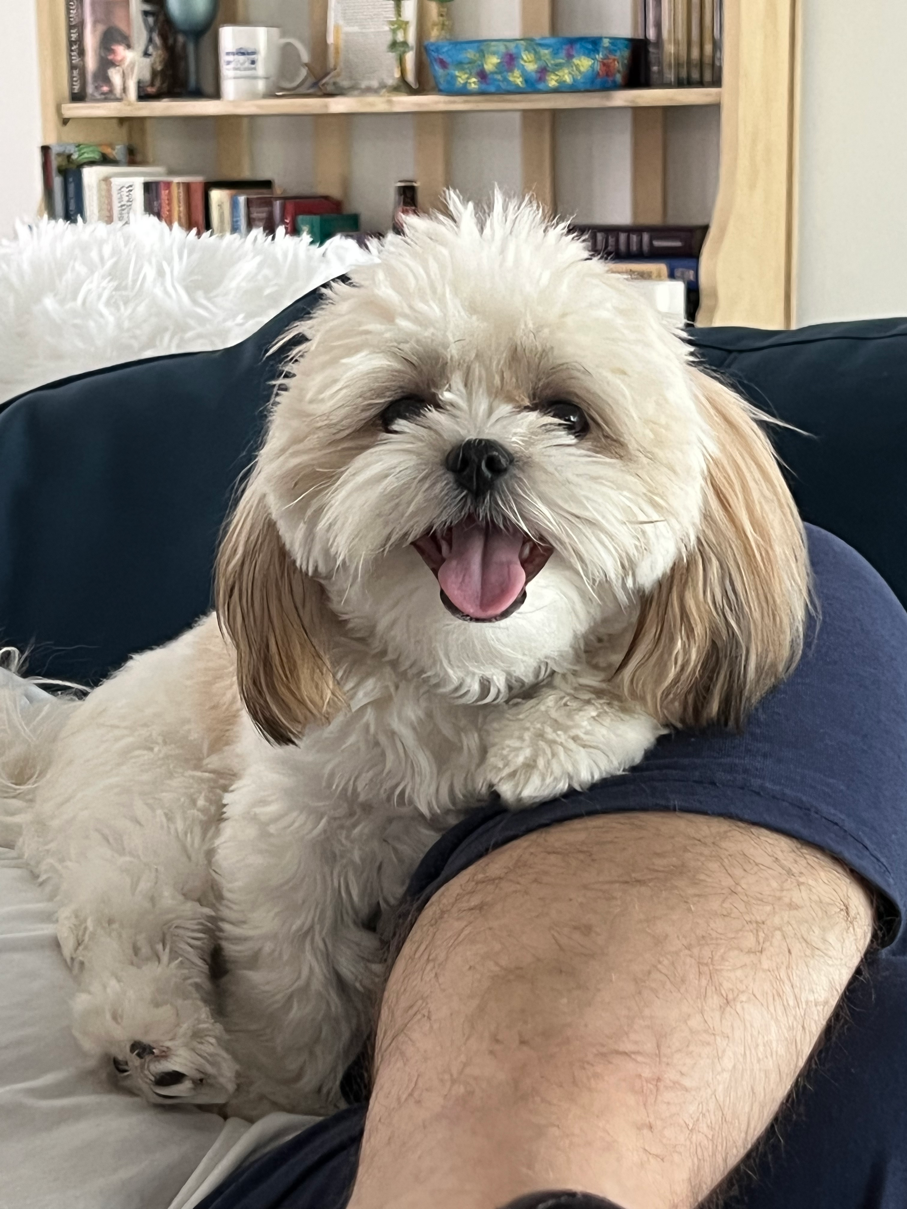 Teddy Bear Pup Being Cute