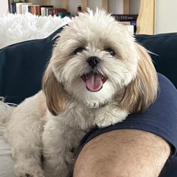 Fort Morgan Teddy Bear Pup