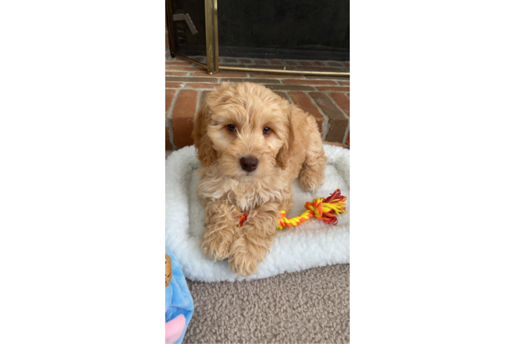 Mini Goldendoodle Puppy for Adoption