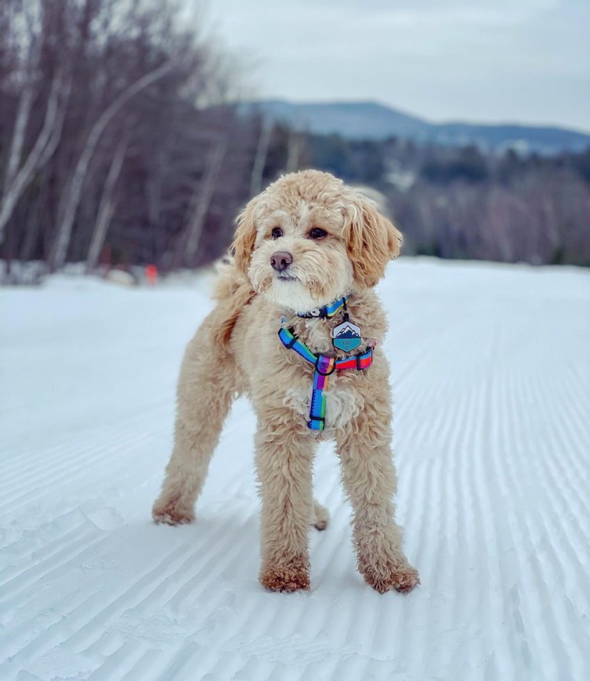 Energetic Poodle Pup in Harvey Cedars NJ