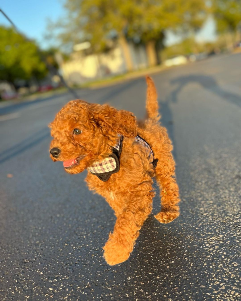 Smart Cockapoo Poodle Mix Pup