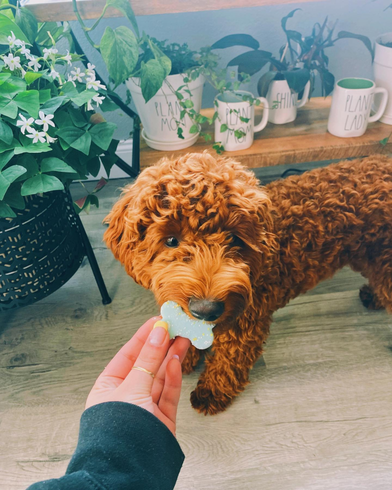 Sparks Mini Goldendoodle Pup