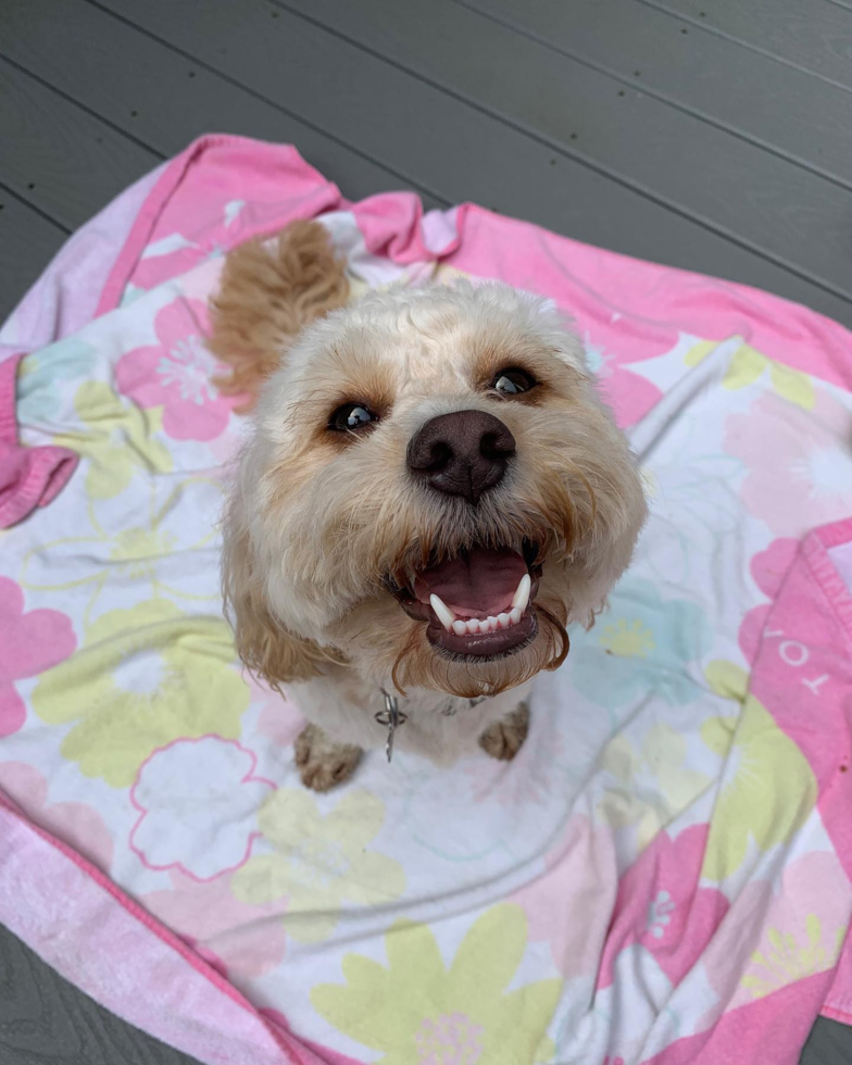 Cavapoo Being Cute