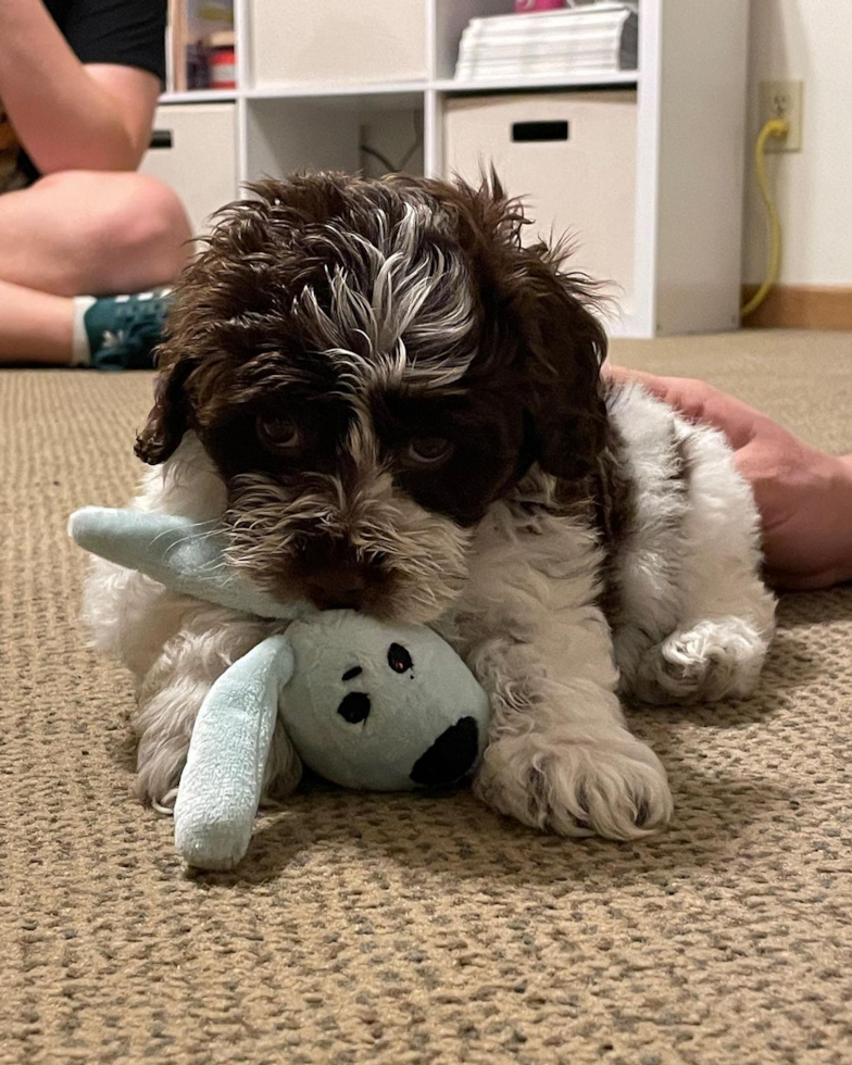 Friendly Cockapoo Pup in Wheeling WV