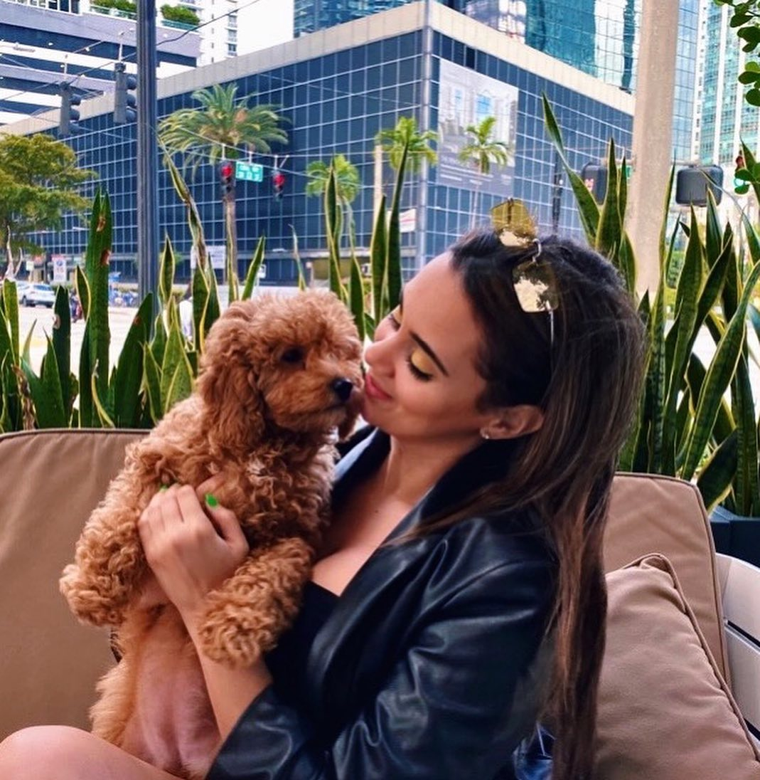 Cavapoo Pup Being Cute