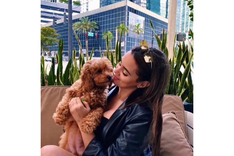 Cavapoo Pup Being Cute