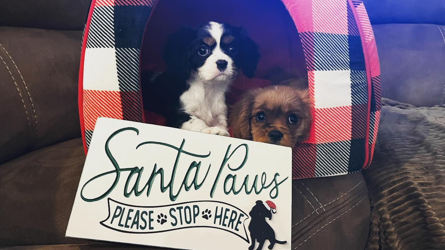 Akc Registered Cavalier King Charles Spaniel Baby