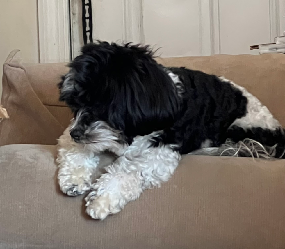 Funny Mini Aussiedoodle Poodle Mix Pup