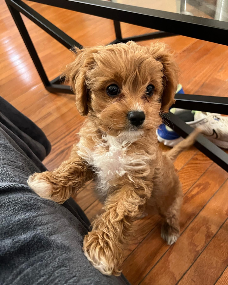 Cavapoo Being Cute