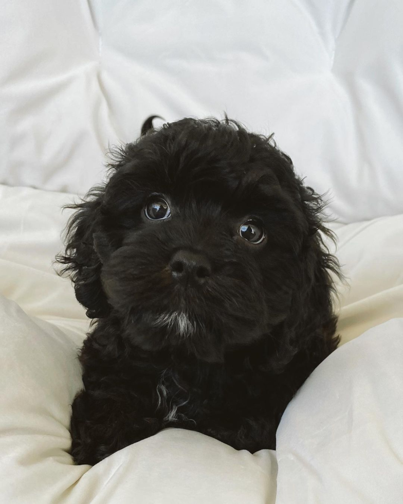 Smart Cavapoo Poodle Mix Pup