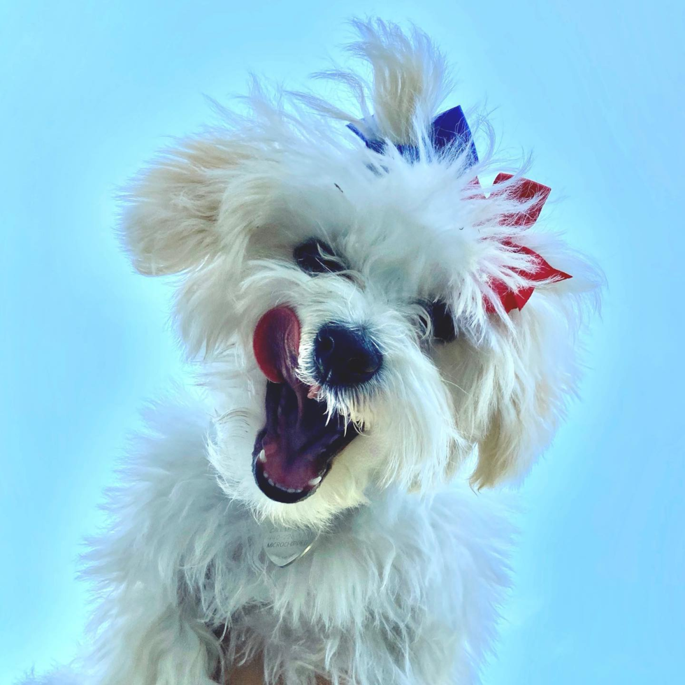 Avon Havanese Pup