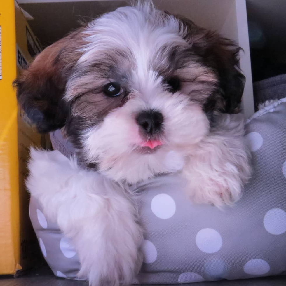 Happy Teddy Bear Pup in San Leandro CA