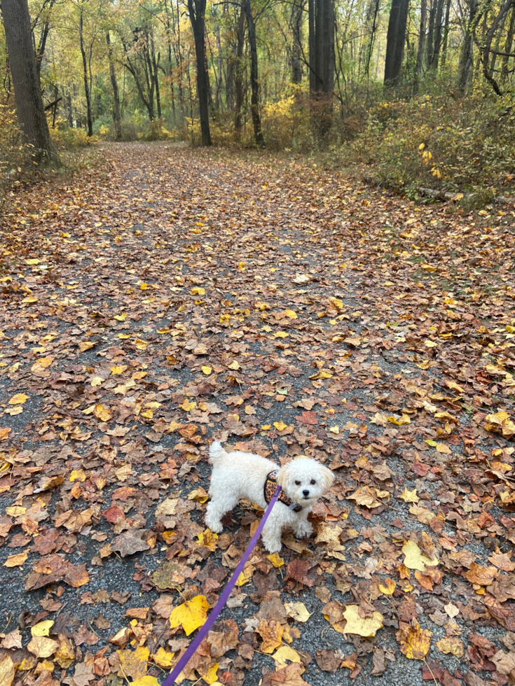 Small Poochon Pup in