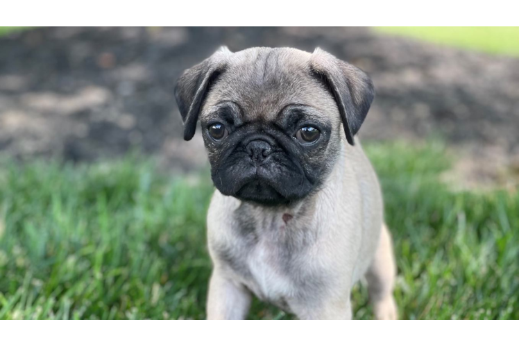 Pug Pup Being Cute