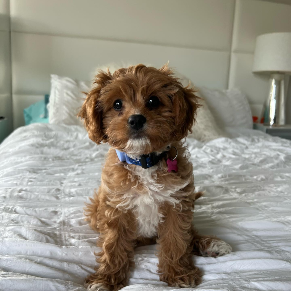 Hypoallergenic Cavoodle Poodle Mix Pup