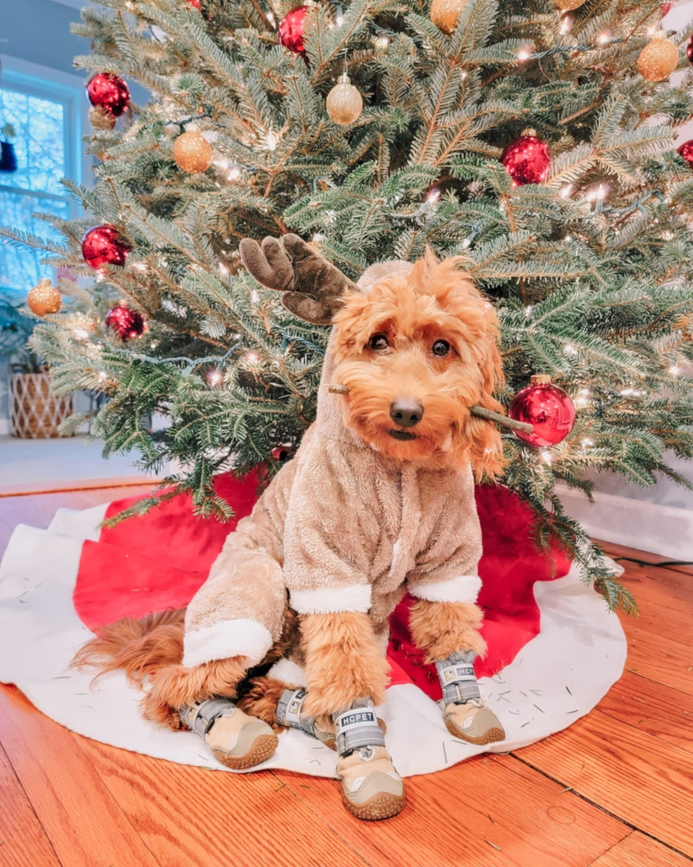 Energetic Golden Retriever Poodle Mix Pup