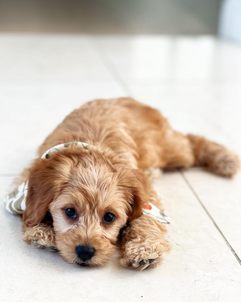 Mini Goldendoodle Being Cute