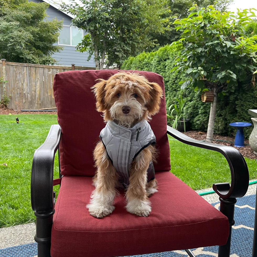 Covington Mini Aussiedoodle Pup