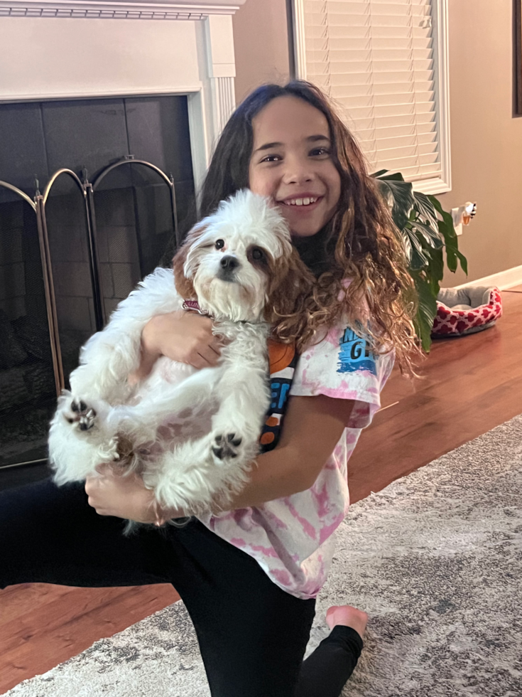 Energetic Cavoodle Poodle Mix Pup