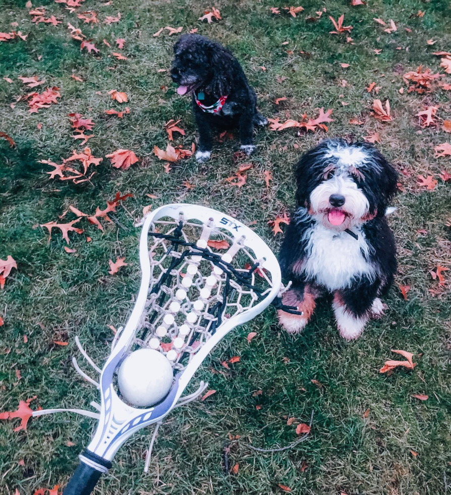 Mini Bernedoodle Being Cute