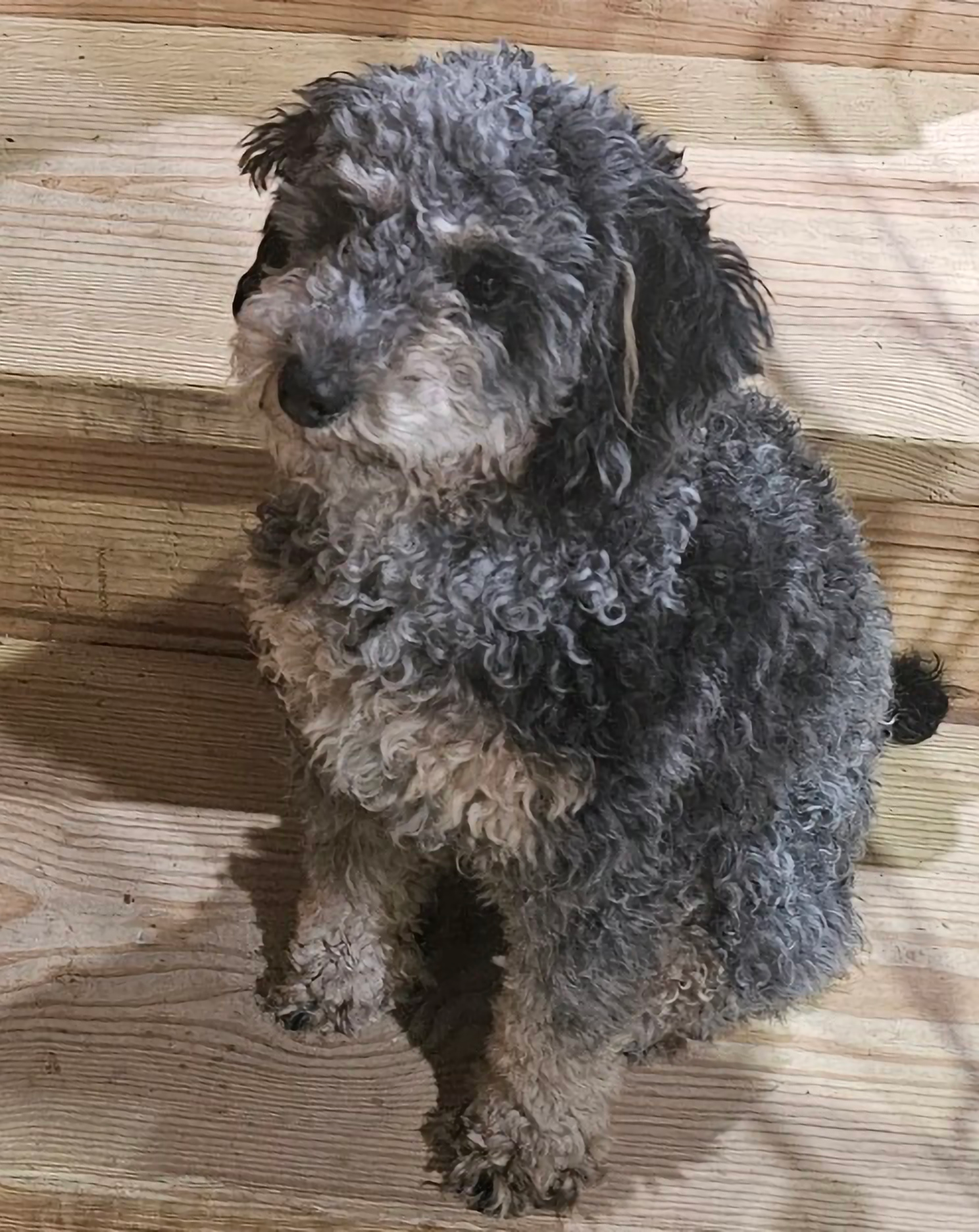 Best Poodle Baby