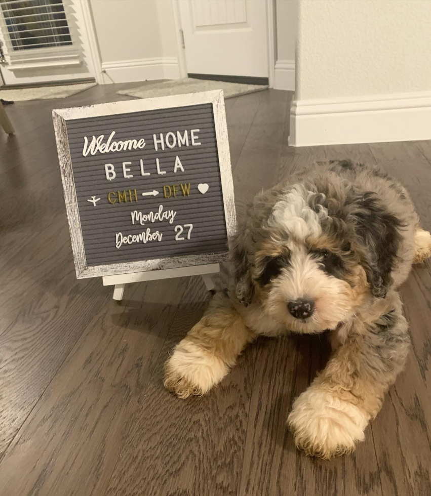 Mini Bernedoodle Being Cute