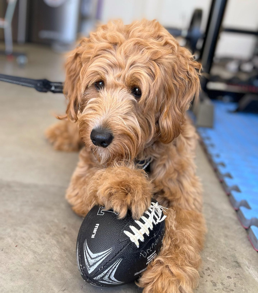 Mini Goldendoodle Being Cute