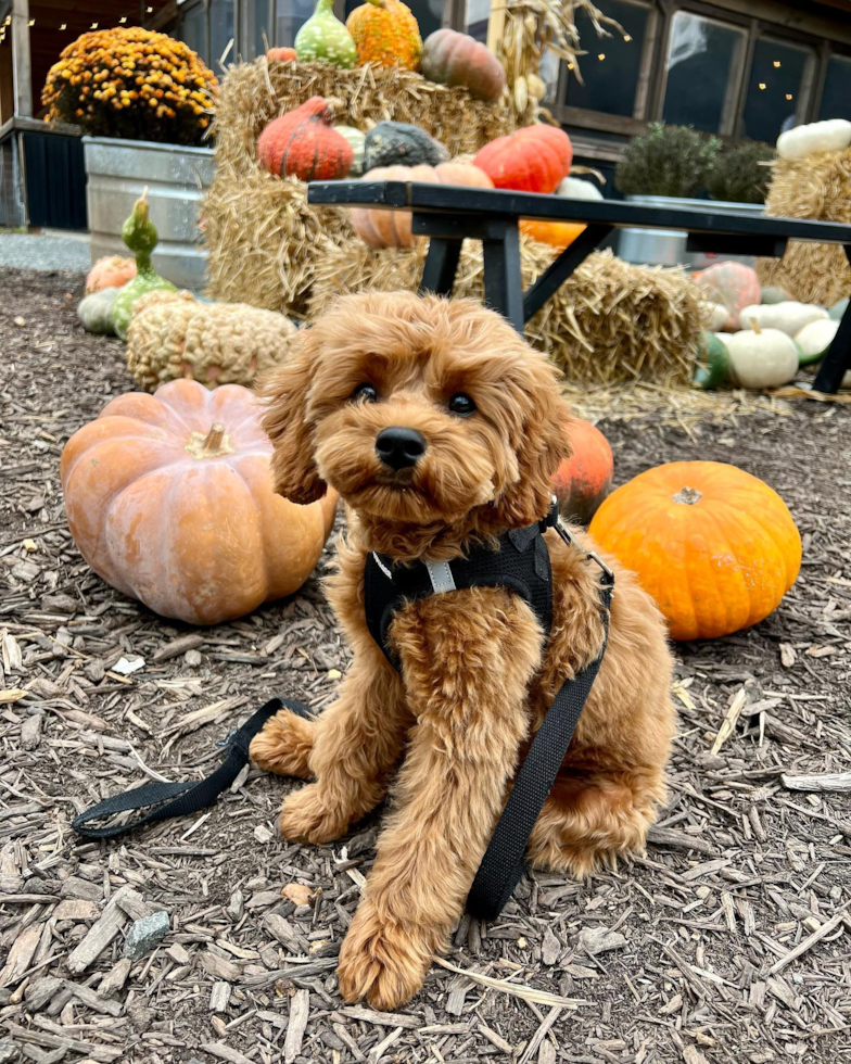 Small Cavapoo Pup in Frederick MD