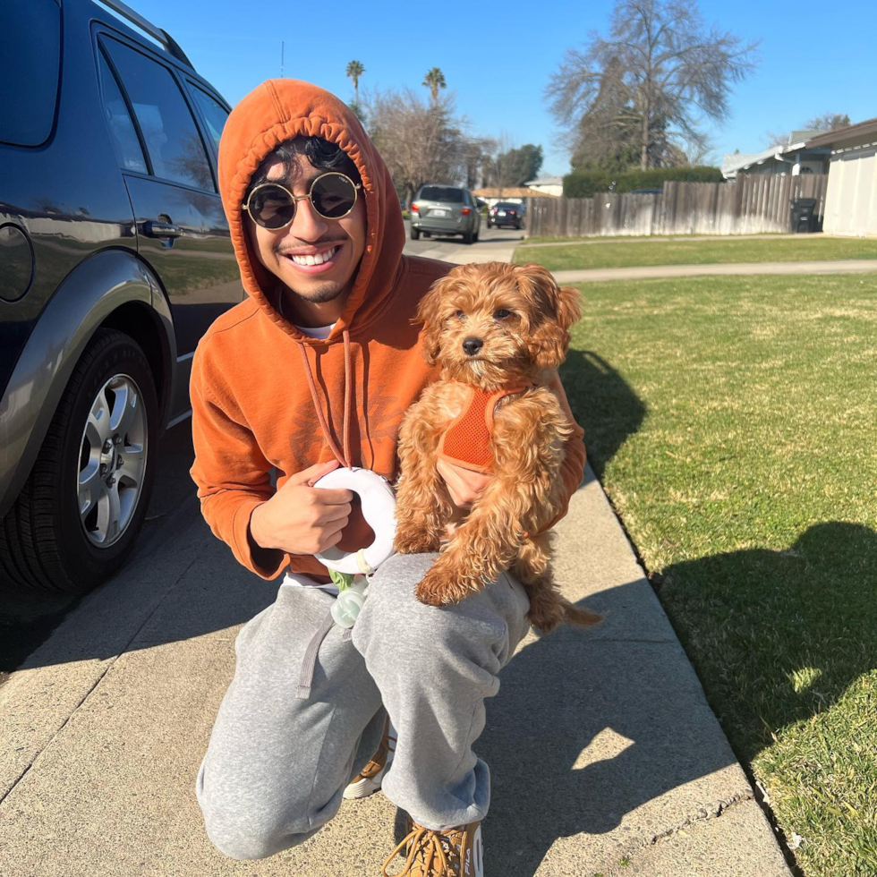 Cavapoo Being Cute